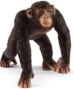 SHL14817 - chimpancé macho