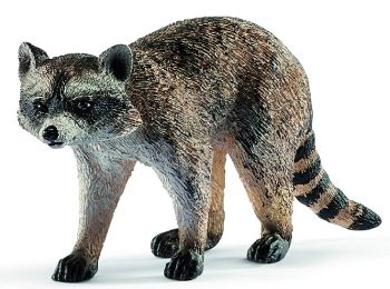 SHL14828 - Mapache