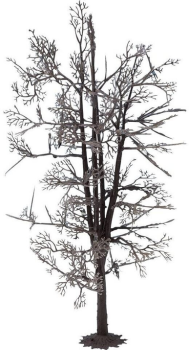 NOC22020 - Estructura de árbol - Tilo 18;5 cm